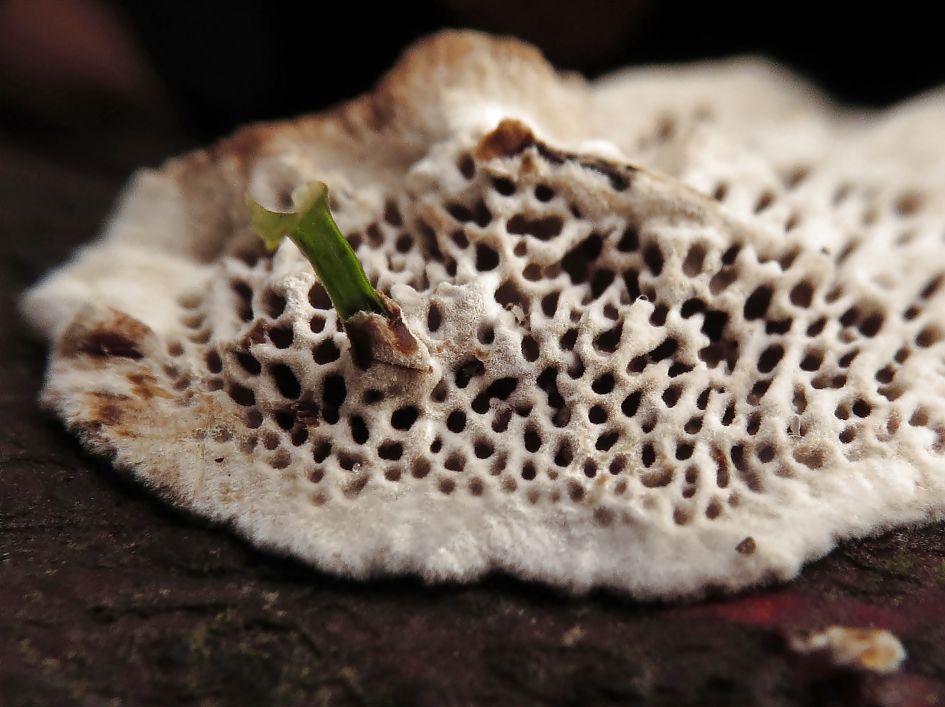 Het lijkt wel een gehaakt kleedje van mijn oma